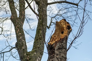 Orkán Sabine v Česku lámal stromy a spôsoboval nehody.