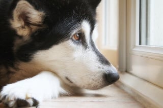 Alaskan Malamute dog looking out of window while it is raining, dog has a fed up expression as if waiting for the rain to  stop so she can go out