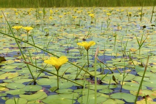 Desiatky žltých kvetov rozžiarili mokraď pri Ostrovíku.