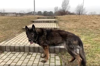 Eliška je najstarším policajným psom.