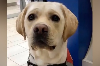 Asistenčný pes doprial radosť aj sebe: V obchode si našiel kamaráta, keď ho uvidíte, roztopíte sa