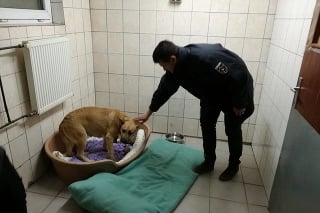 Policajt zachránil fenku so šteniatkami.
