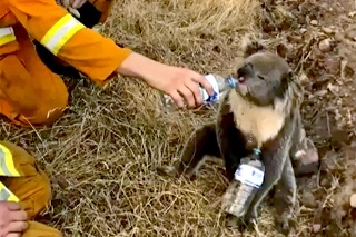 Požiare v Austrálii zničili obrovské územie, záchranári a ľudia pomáhajú zvieratám, ako sa len dá.