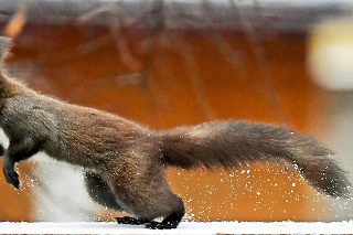 Pohotový fotograf zachytil nádhernú veveričku v  záhradkárskej oblasti košickej kalvárie.
