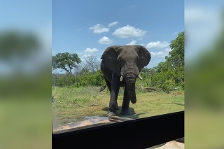 Slon privítal návštevníkov radostným, ale nečakaným gestom: Keď to uvidíte, budete sa smiať