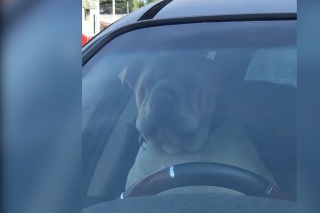 Vtipný moment: Pán dlho nakupoval, neuveríte, čo urobil nedočkavý pes za volantom auta