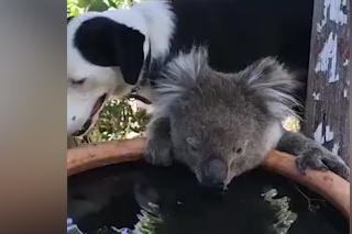 Rozhodne najkrajšie video z požiarmi ničenej Austrálie: Zvieracia ríša vie spolupracovať aj v tom najhoršom