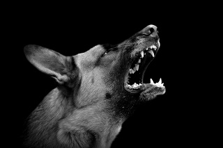 Angry dog on dark background. Black and white image