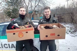 Dvaja policajti s dobrovoľníkmi z azylu pre zvieratá zachránili 11 šteniatok.