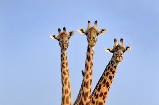 Žirafy sa fotografovi postarali o prekvapenie.