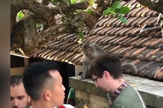 Muž si chcel spraviť s opicou len nevinnú selfie: Tá však bola až veľmi prefíkaná, toto musíte vidieť