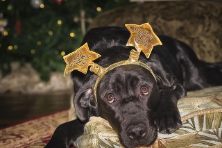 Young black female Labrador Retriever wearing a New Year's holiday costume crown