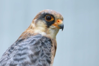 Names: Red-footed falcon, Western red-footed falcon