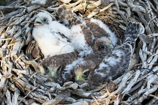 Red-footed falcons  (Falco vespertinus) in nest
