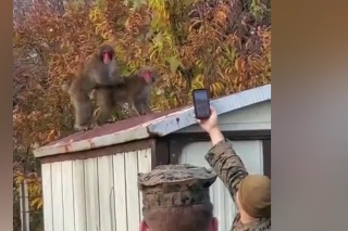 Vojak si chcel odfotiť páriace sa opice: S takouto reakciou rozhnevaného samca však nerátal