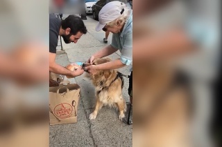 Jedla sa len tak nevzdá: Pes sa zahryzol do burgeru okoloidúceho človeka, aj majiteľ bol v koncoch