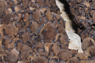 Skupina netopierov druhu večernica malá (Pipistrellus pipistrellus).