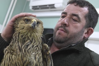 Veterinári zachránili zraneného orla kráľovského.