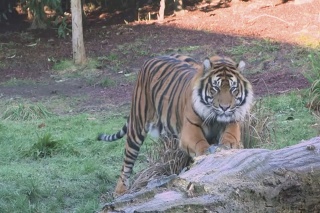 Tiger Asim v londýnskej zoo