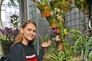 Záber z výstavy orchideí v botanickej záhrade.
