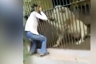 Hrozivý moment v ZOO: Ošetrovateľovi sa pri kŕmení zahryzol do ruky lev