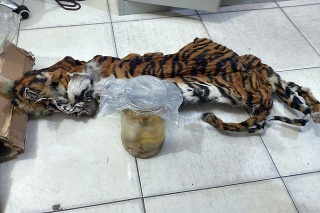Tigre sumatrianske sú najkritickejšie ohrozeným poddruhom tigrov. 