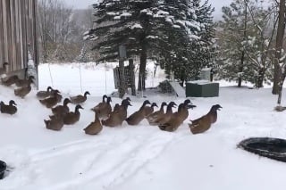 Kačky sa vybrali na prechádzku: Panika, keď zbadali sneh, vás rozosmeje