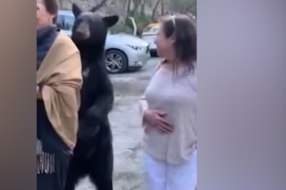 Najprítulnejší medveď na svete: Vlúdil sa medzi ľudí a jednej zo žien preukázal nečakanú nežnosť