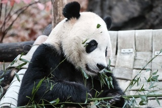 Pandí samec Bei Bei sa vo veku 4 rokov sťahuje do Číny.