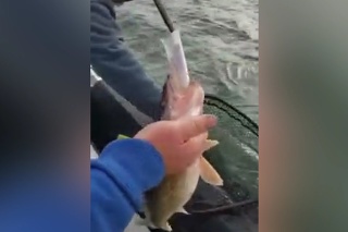 Nemiestny žart? Rybár našiel v ulovenej rybe list s prekvapivým odkazom