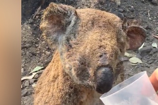 Dojímavé zábery boja o život: Koale sa podarilo utiecť z hrozivých lesných požiarov