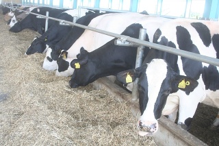 Najšťastnejšie kravy v širokom okolí sú tie v Bzovíku.