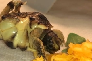 Majiteľ roka dal korytnačke lepší život: Neuveríte, čo jej každý deň lepí namiesto nôh