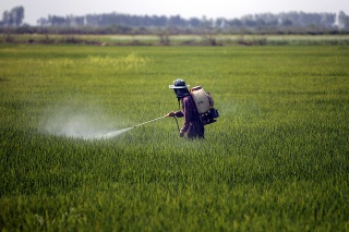 Pesticídy zvyšujú riziko Parkinsonovej choroby o 250 percent