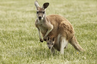 'Kangaroo and Joey. Victoria, Australia.'