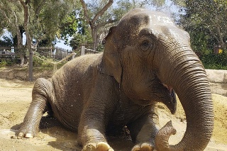 Little Mac bola posledným slonom zoo v Santa Barbare.