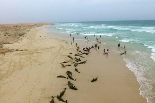Na ostrove Boa Vista uhynulo vyše sto delfínov.