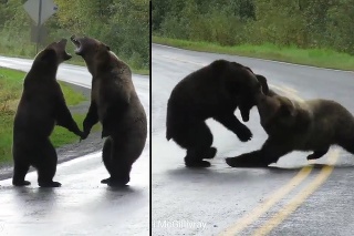 Cari sa podarilo nakrútiť unikátny súboj medveďov grizly: Stála len kúsok od nich, ani si ju nevšimli