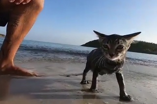 Majiteľa nechcela opustiť ani na sekundu: Rozkošná mačka sa naučila plávať v oceáne, len aby s ním mohla byť stále