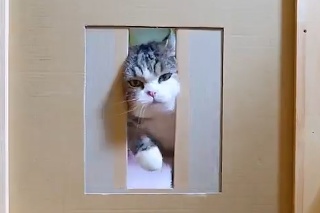 Neoblomná mačka vás poriadne rozosmeje: Zmenšený otvor na dverách vyriešila po svojom
