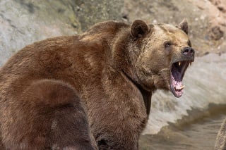 Pred medveďom by mali byť obyvatelia v okolí Brestova obozretní.