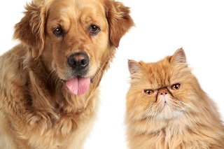 Pes a mačka (Ilustračné foto).