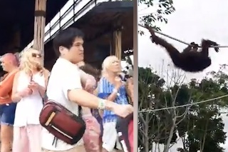 Orangutan spravil predstavenie ako podľa scenára: S jednou vecou však návštevníci nerátali
