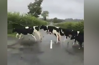 Najvtipnejšie video kráv, aké ste kedy videli: Beh cez prekážky zdolali lepšie než ľudia