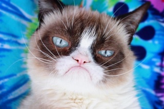 Grumpy Cat sa preslávila po celom svete.