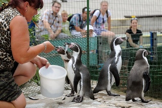 K tučniakom, ktoré žijú v košickej zoo, pribudli dve mláďatká.