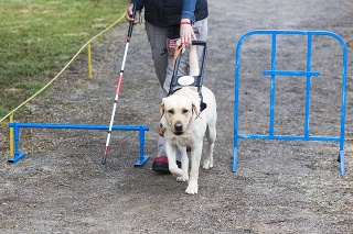 Sofia, Bulgaria - June 18, 2015: A blind person is led by her golden retriever guide dog during the last training for the dog. The dogs are undergoing various trainings before finally given to the physically disabled people.