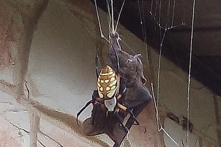 Nevídaný tvor v Texase: Pavúk tak obrovský, že si na večeru vybral neuveriteľnú korisť