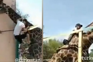 Opitý muž sa snažil skrotiť žirafu: Nepodarilo sa, ona skrotila jeho