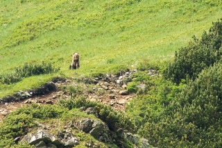 Mladý samec medveďa hnedého počas pozorovania medveďov v dolinách Západných Tatier.